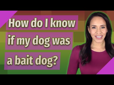 How do I know if my dog was a bait dog?