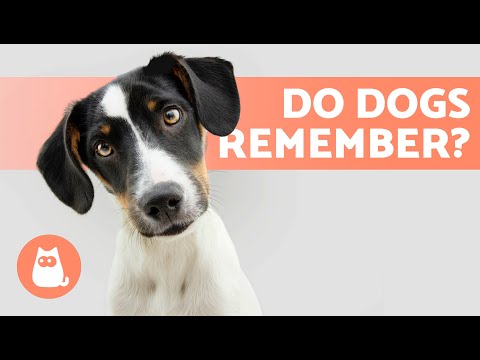 Do Dogs Have a GOOD MEMORY? 🐶💭 How  Much do Dogs Remember?