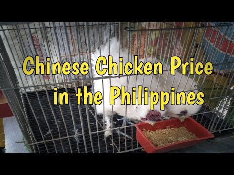 Chinese Chicken Price In The Philippines | Magkano Ang Chinese Silkie  Chicken Sa Pinas?? - Youtube