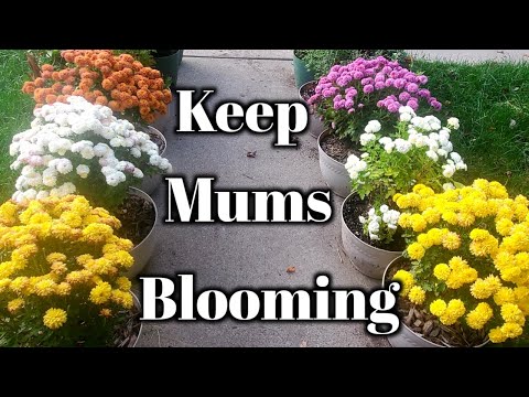 Complete Fall Mums Bloom Care Guide- Mums That Keep On Giving