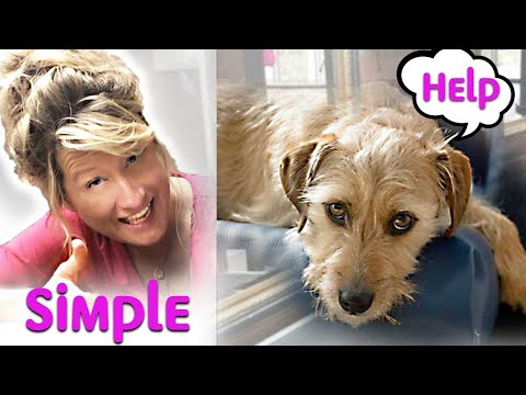 2 THINGS You MUST Know Before GROOMING DOGS