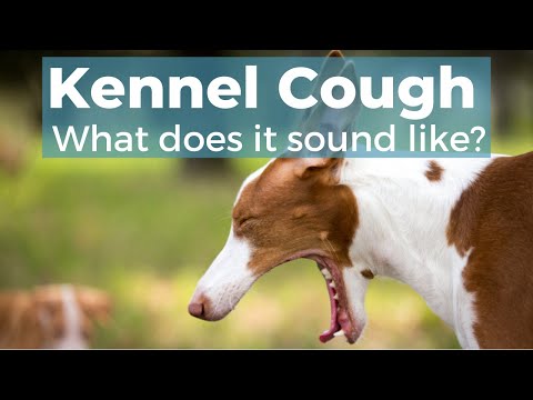 Kennel Cough In Dogs - Youtube