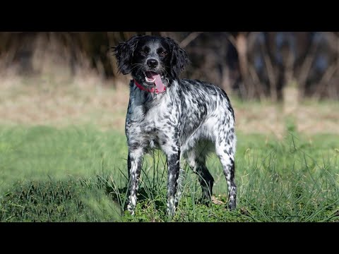French Brittany: The Ultimate Hunting Dog. | Dog breed Facts