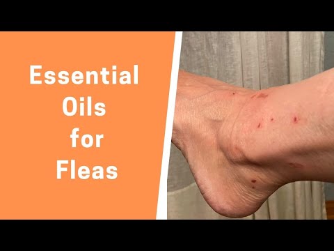 Essential Oils for Fleas