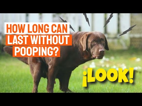 🐶¿How Long Can A Dog Last Without Pooping?💩 - Youtube