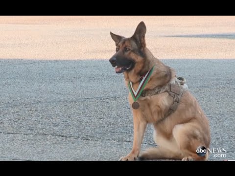 6 Dogs That Prove They Are Truly Man'S Best Friend | Abc News Remix -  Youtube