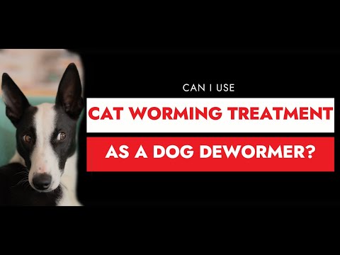 Can You Use Dog Dewormer On Cats? - Youtube