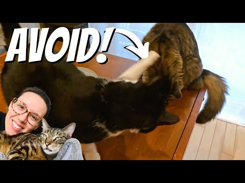 How To Introduce Cats Fast Quickest Timeline - Jess Caticles