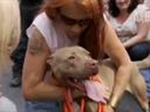 Prada Gets Rescued | Pit Bulls And Parolees - Youtube