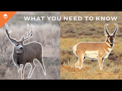 How To Hunt Mule Deer & Antelope In Wyoming How To Hunt Mule Deer & Antelope In Wyoming
