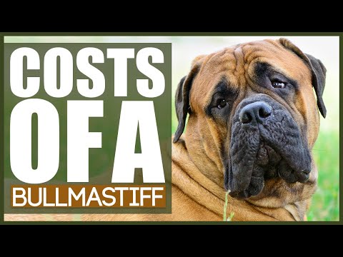 Cost Of Owning Bullmastiff - Youtube