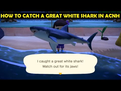 The Value Of Great White Sharks In Animal Crossing: New Horizons |  Balisharks.Com