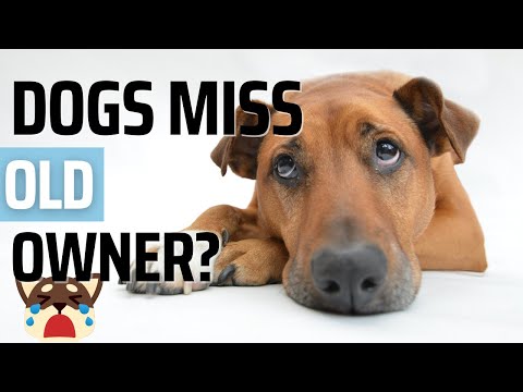 Do Dogs Miss their Previous Owners? 🐶 😢