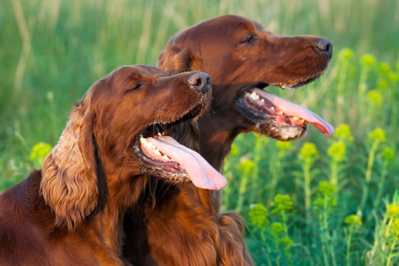 How Long Can A Dog Go Without Water? | Cincinnati Vets