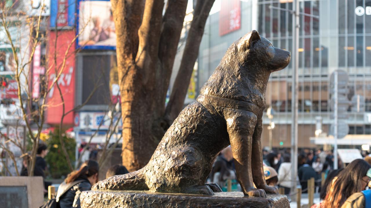 10 things you didn't know about Hachiko, Japan's most loyal dog 10 Things You Didn'T Know About Hachiko, Japan'S Most Loyal Dog