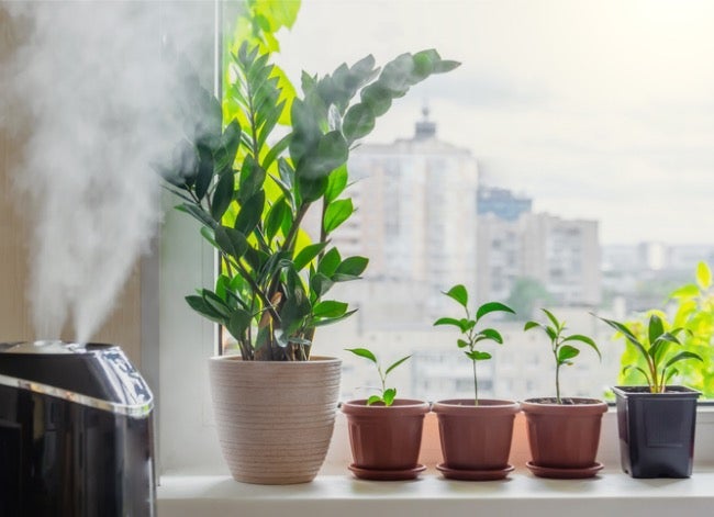 How To Increase Humidity For Plants Indoors - Bob Vila