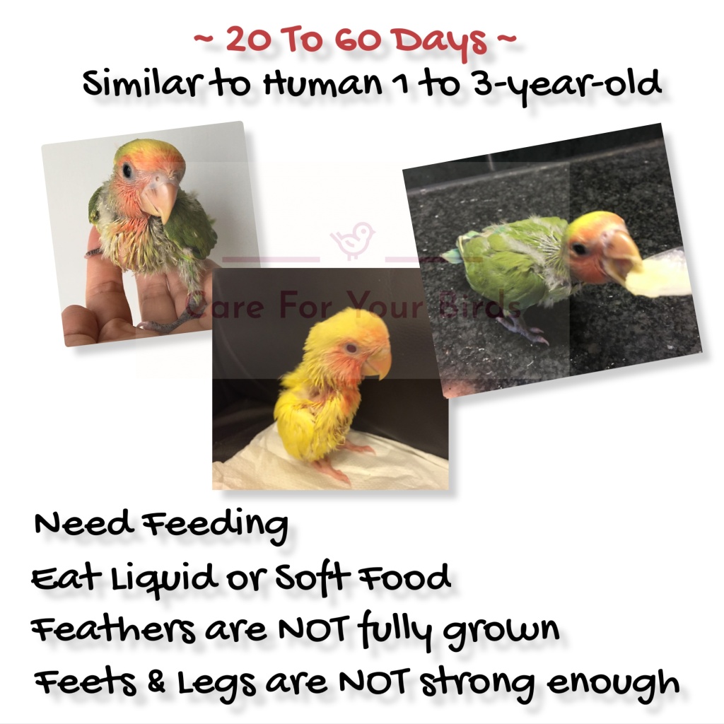 How Old Is My Bird In Human Years?】 | Care For Your Birds – Beginners'  Guide【新手飼養雀鳥指南】
