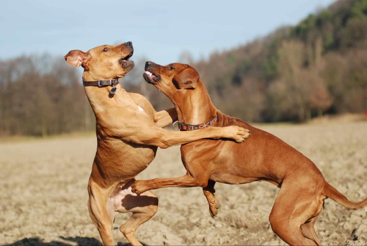 Keys to Handling a Dominant Dog | Cesar's Way Keys To Handling A Dominant Dog | Cesar'S Way