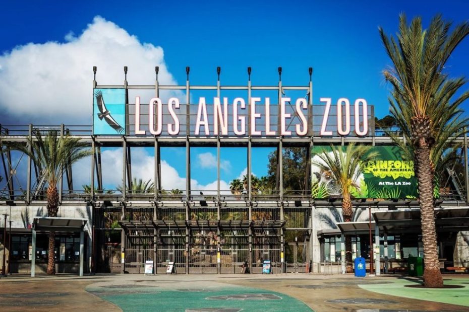 The L.A. Zoo Reopens Today, Here'S What You Need To Know - Secret Los  Angeles