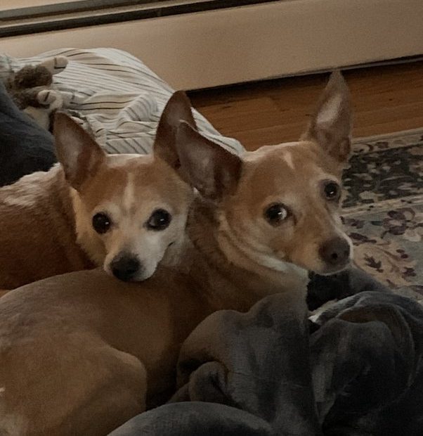 Is It Better To Have 2 Chihuahuas? - Quora