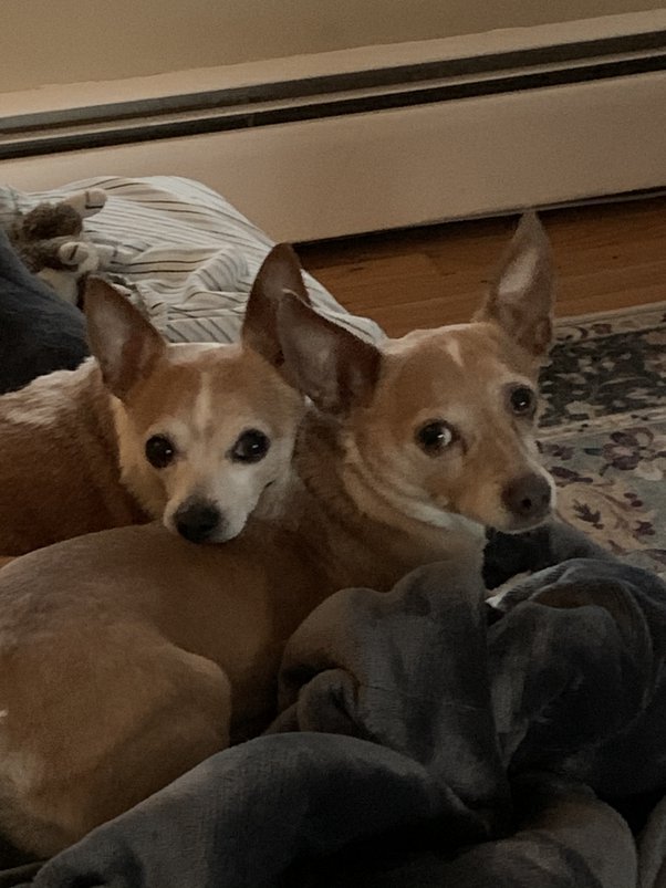 Is It Better To Have 2 Chihuahuas? - Quora