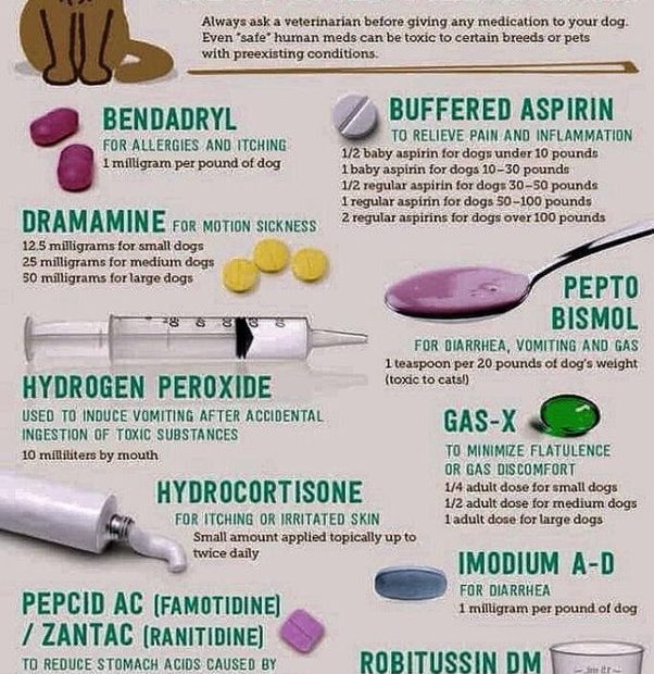 How Long Does It Take Benadryl To Kick In For Dogs? - Quora