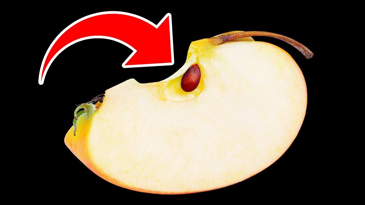 What Will Happen If You Eat Apple Seeds - YouTube What Will Happen If You Eat Apple Seeds - Youtube
