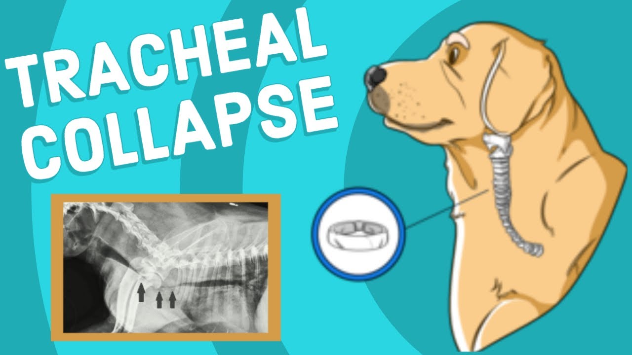 Tracheal Collapse In Dogs | Vet Explains - Youtube