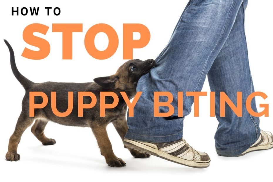 Puppy Biting: What'S Normal, What'S Not, And How To Curb It