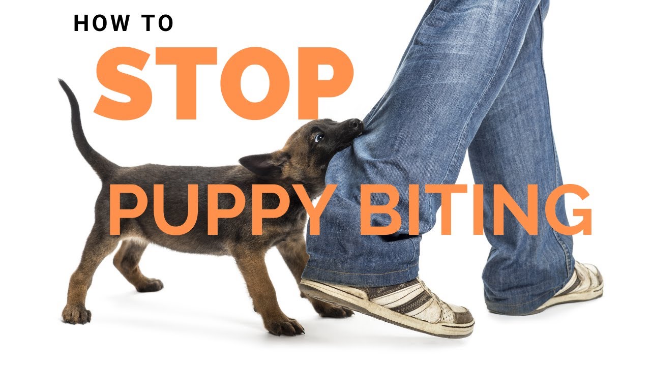 Puppy Biting: What's Normal, What's Not, and How to Curb It Puppy Biting: What'S Normal, What'S Not, And How To Curb It