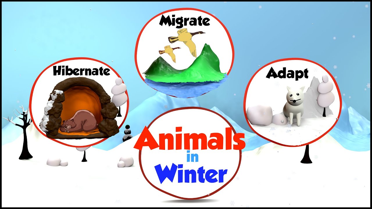 Animals In Winter | What Do Animals Do In Winter | How Animals Prepare For  Winter | Winter & Animals - Youtube