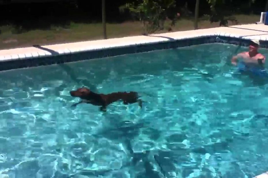 Redbone Coonhound 1St Swim In The Pool!!! - Youtube