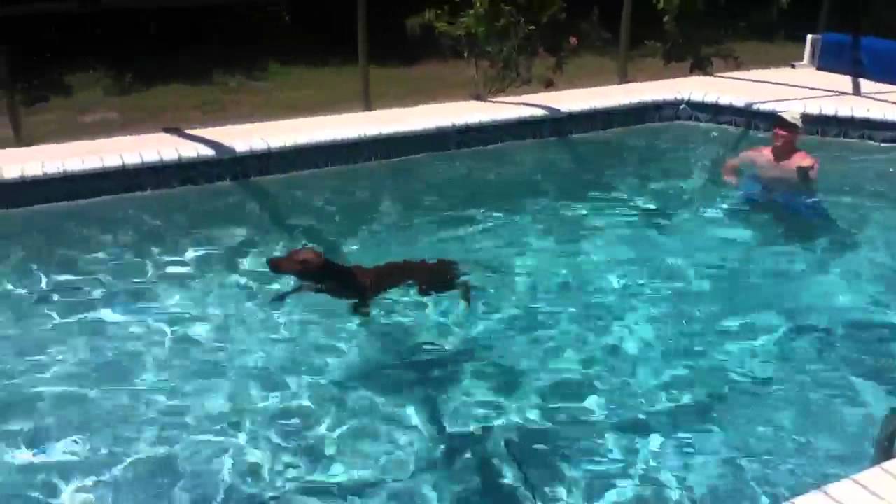 Redbone Coonhound 1st swim in the pool!!! - YouTube Redbone Coonhound 1St Swim In The Pool!!! - Youtube
