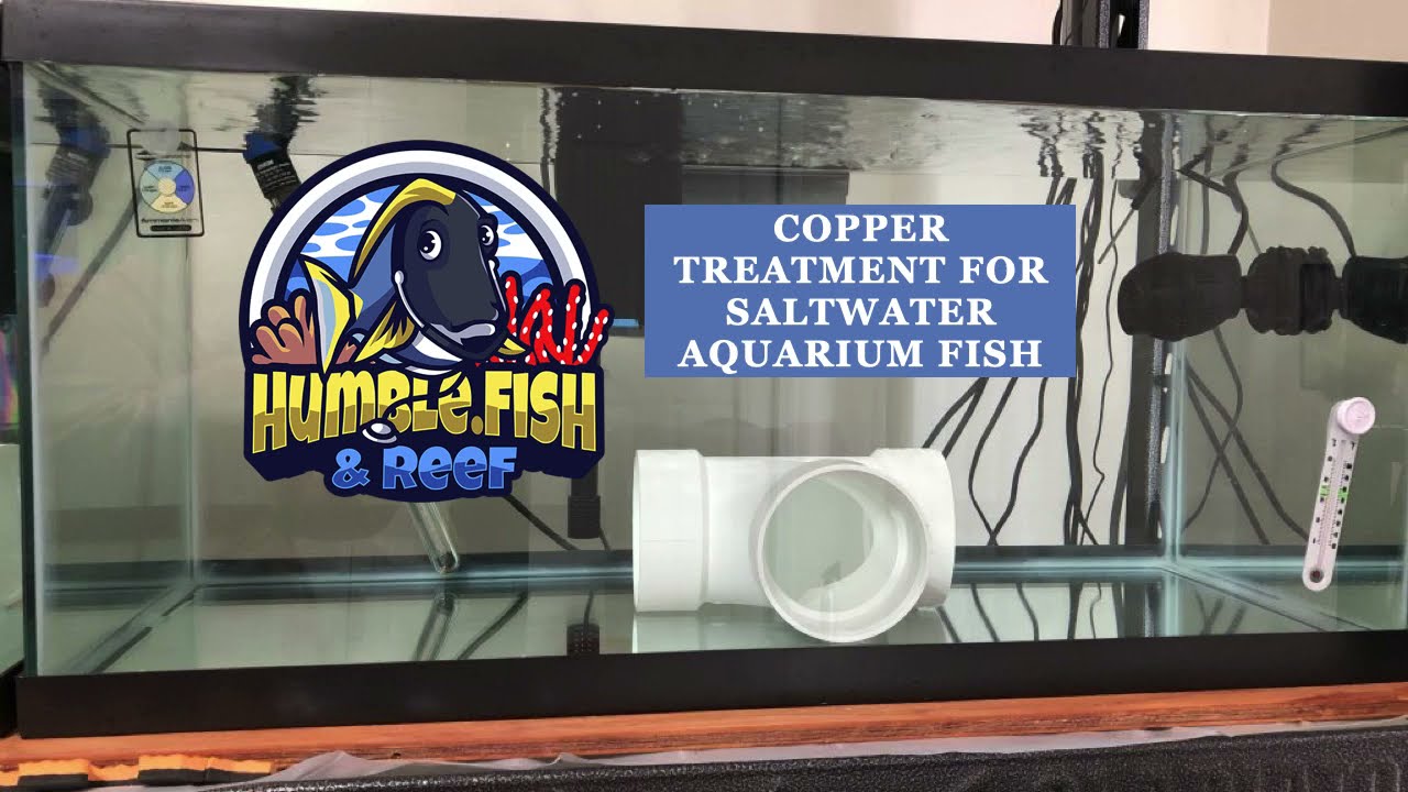 Copper treatment - YouTube Copper Treatment - Youtube