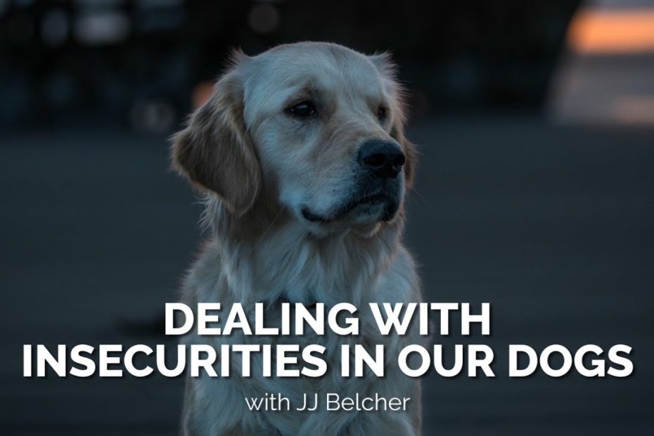Dealing With Insecurities In Our Dogs - Youtube