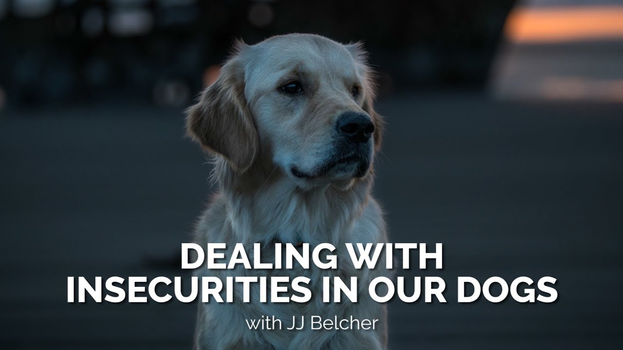 Dealing with Insecurities in Our Dogs - YouTube Dealing With Insecurities In Our Dogs - Youtube