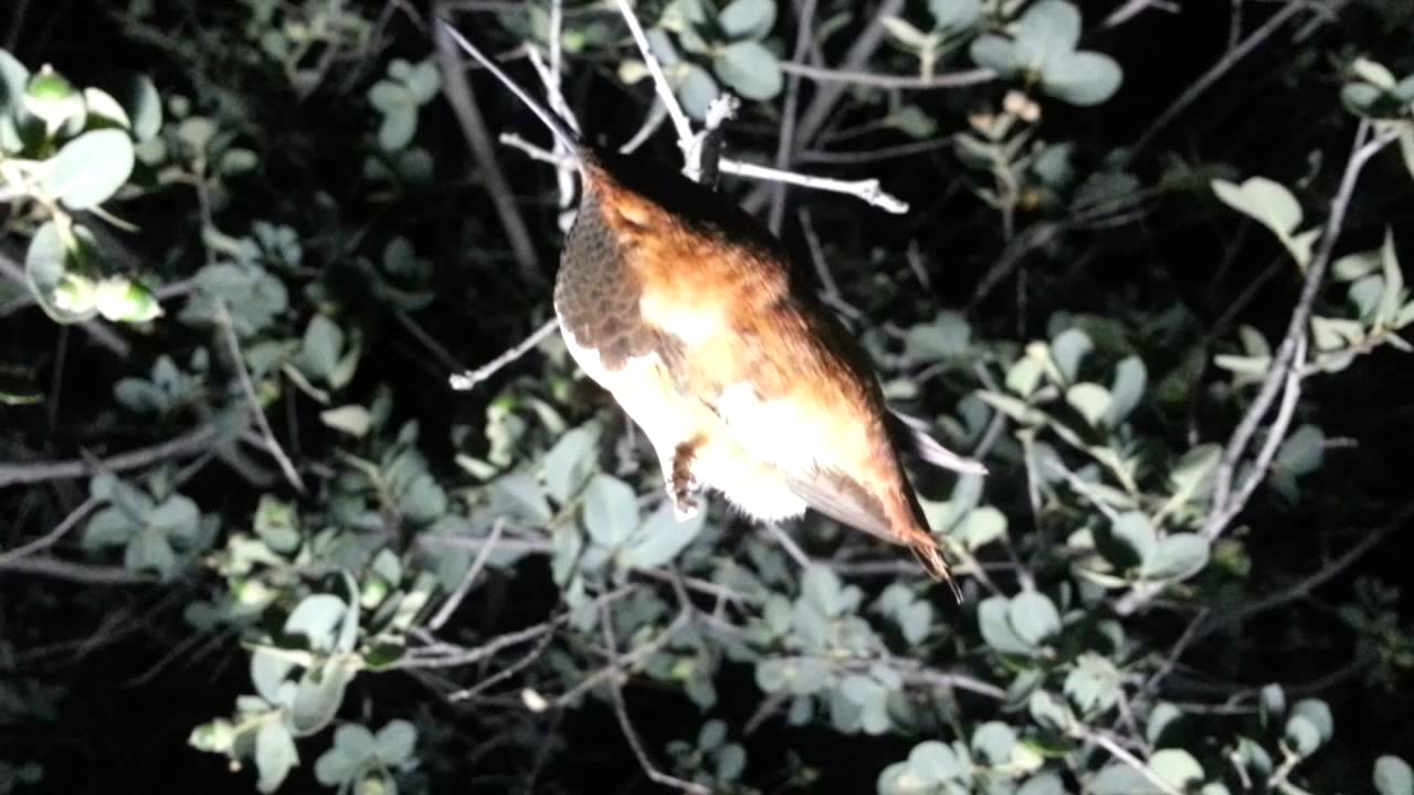 Where do baby humming birds sleep at night? - YouTube Where Do Baby Humming Birds Sleep At Night? - Youtube