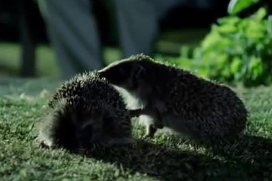 How To Sex A Hedgehog – Little Silver Hedgehog