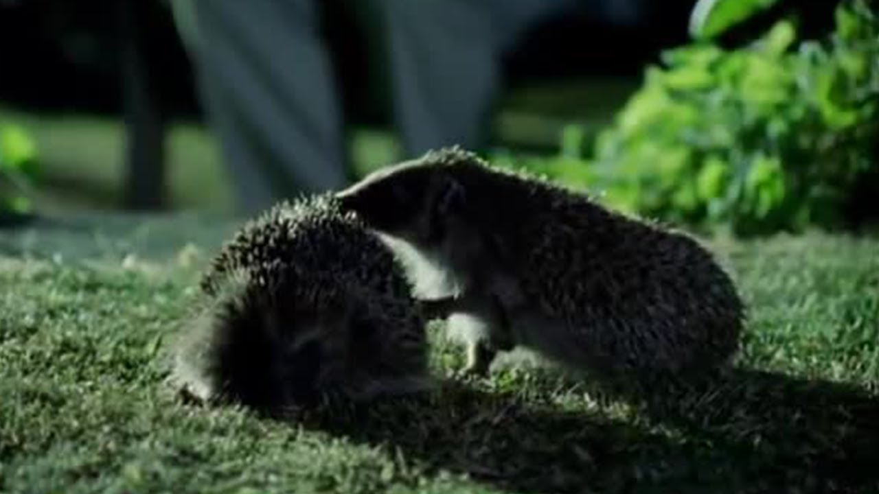 How To Sex A Hedgehog – Little Silver Hedgehog