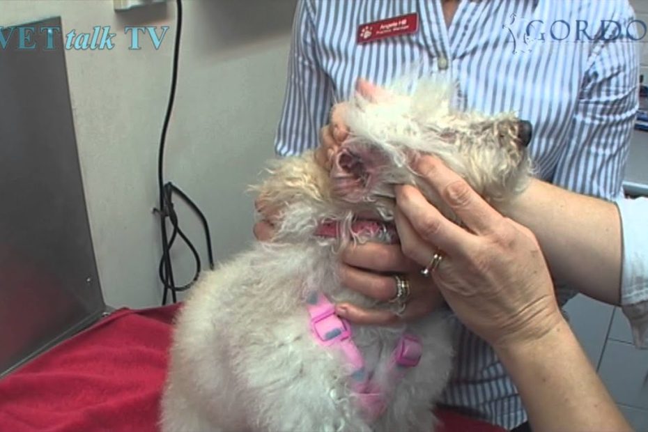 Easy Way To Give A Dog Eardrops - With Dr Helen - Youtube