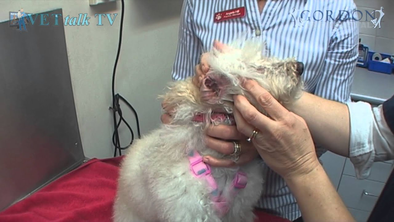 Easy Way To Give A Dog Eardrops - with Dr Helen - YouTube Easy Way To Give A Dog Eardrops - With Dr Helen - Youtube