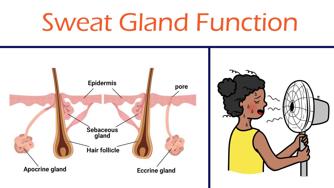 Physiology Of Sweat - Physiopedia