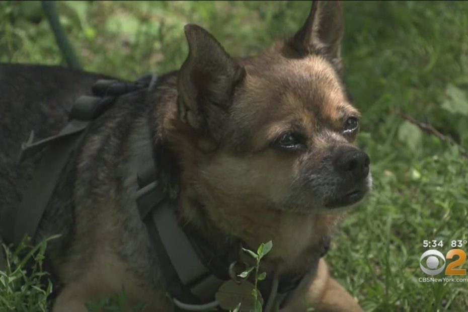 Owner Of Stolen Dog Finds Couple Walking Pet, Snatches Him Back - Youtube