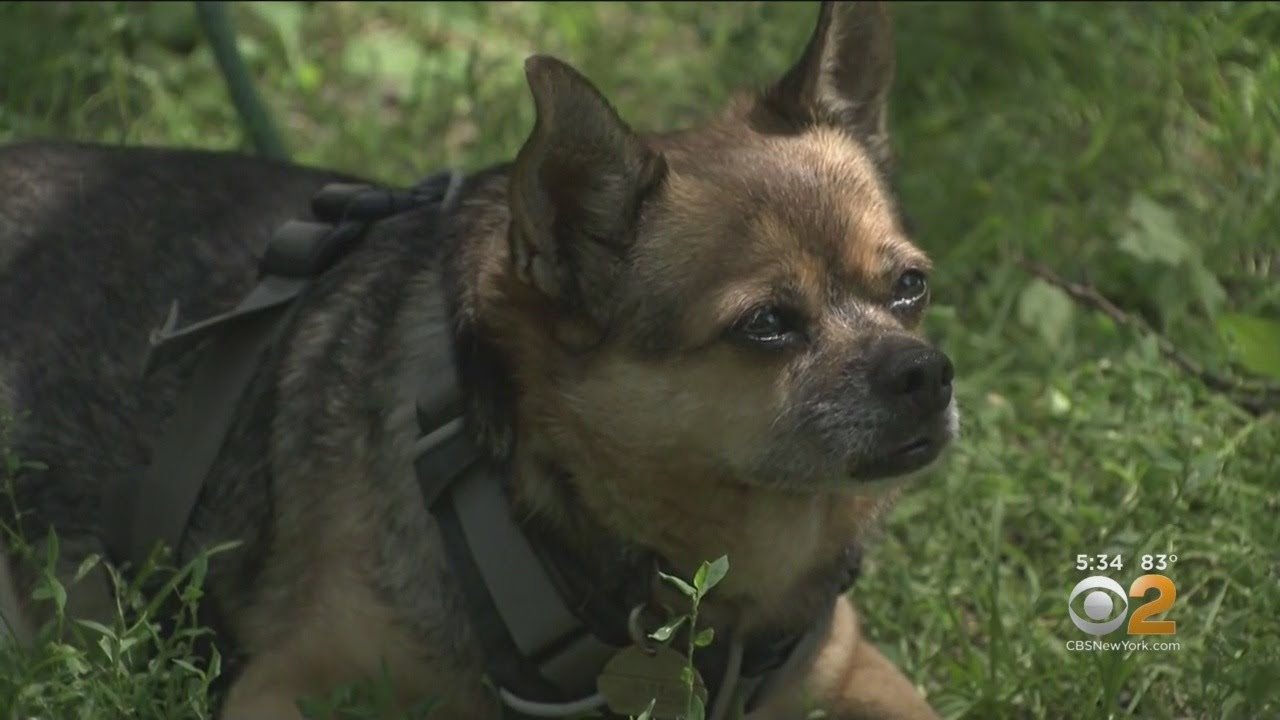 Owner Of Stolen Dog Finds Couple Walking Pet, Snatches Him Back - YouTube Owner Of Stolen Dog Finds Couple Walking Pet, Snatches Him Back - Youtube