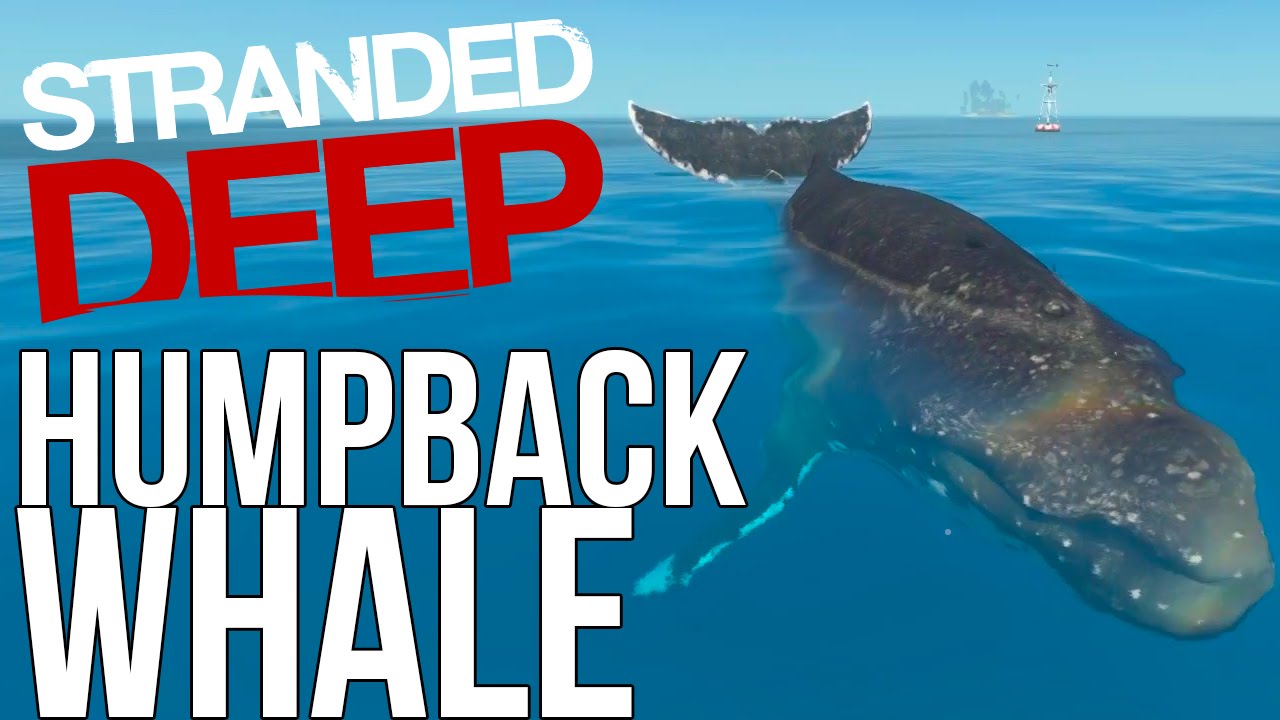Let's Play Stranded Deep Gameplay - Humpback Whale! - Whales Great White - Stranded Deep Part 8 - YouTube Let'S Play Stranded Deep Gameplay - Humpback Whale! - Whales Great White - Stranded Deep Part 8 - Youtube