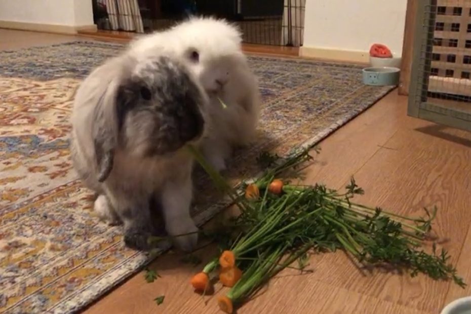 Are Carrots And Carrot Tops Good For Rabbits? - Youtube
