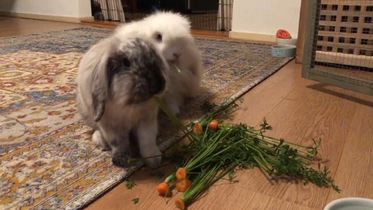Are carrots and carrot tops good for rabbits? - YouTube Are Carrots And Carrot Tops Good For Rabbits? - Youtube
