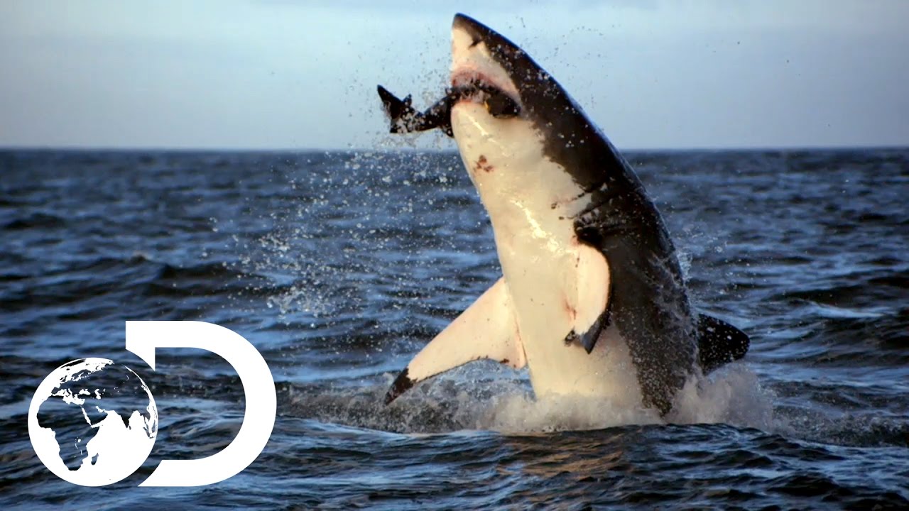 Incredible Footage Of Sharks Leaping Out The Water - Youtube