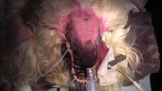 Lie Stream - Rostral Mandibulectomy In A Dog For Sarcoma - Youtube
