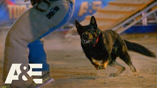 Purple Heart Winning K9 Races To Beat Live Pd'S Team Fuze | America'S Top  Dog (Season 1) | A&E - Youtube